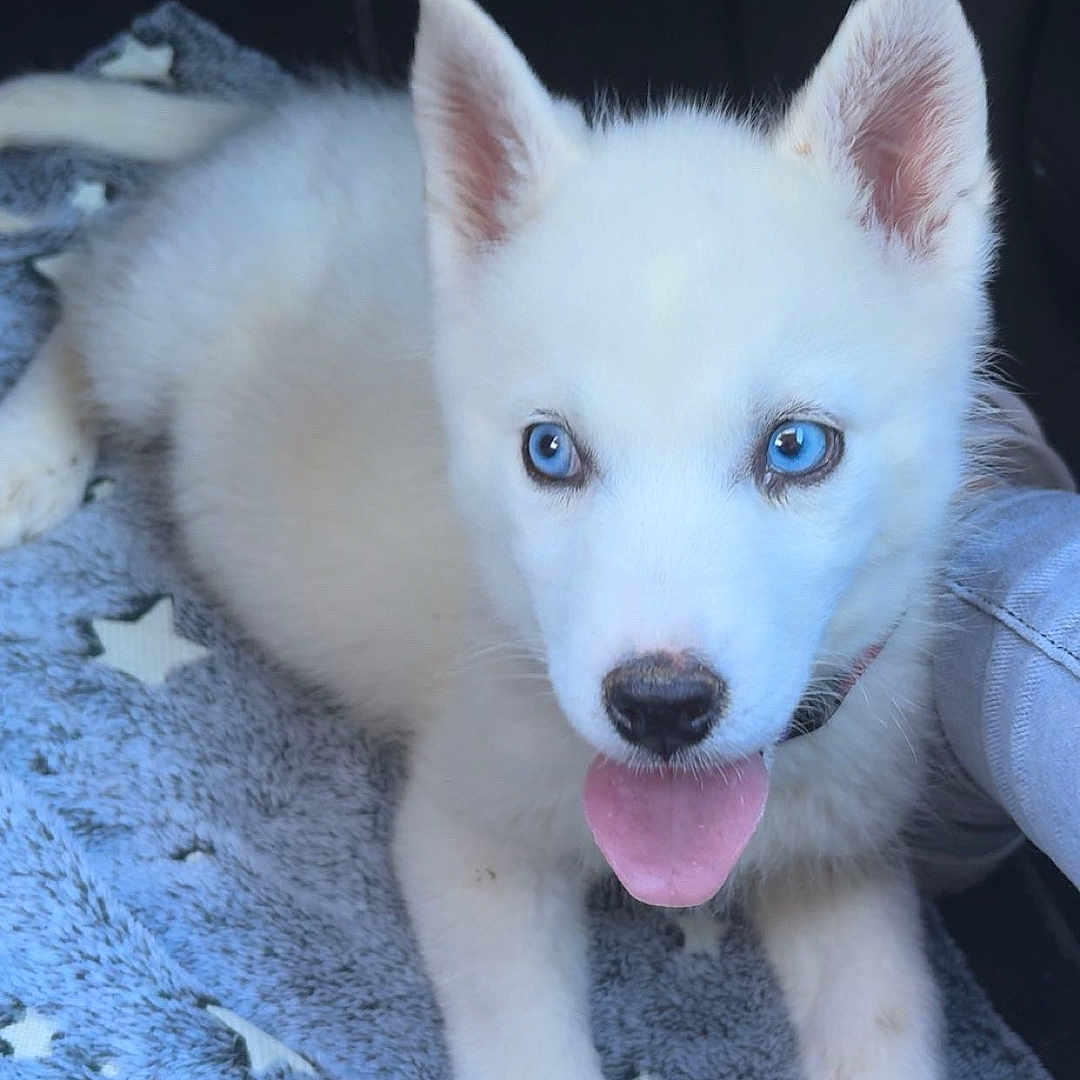 Ayka participe au concours pour gagner de l'argent avec cette photo : adorable, animal, blanket, blue_eyes, companion, cozy, cute, dog, ears, fur, indoor, laying_down, nose, paw, pet, puppy, star_pattern, tongue_out, white_fur, young_dog