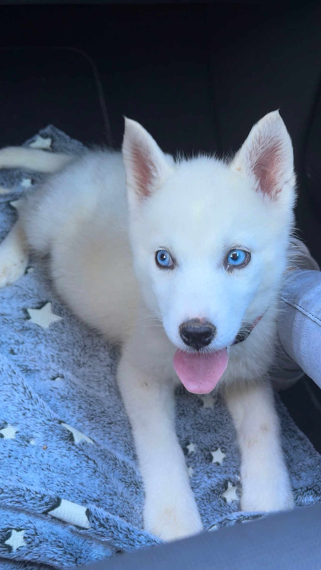 Ayka participe au concours pour gagner de l'argent avec cette photo : adorable, animal, blanket, blue_eyes, companion, cozy, cute, dog, ears, fur, indoor, laying_down, nose, paw, pet, puppy, star_pattern, tongue_out, white_fur, young_dog