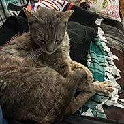 Cat joined the competition — help win amazing prizes! animal, blanket, cat, comfort, couch, cozy, curled_up, cushion, feline, fur, gray_cat, home, indoor, pet, relaxed, resting, sleeping, tabby, tail, whiskers