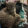 animal, blanket, cat, comfort, couch, cozy, curled_up, cushion, feline, fur, gray_cat, home, indoor, pet, relaxed, resting, sleeping, tabby, tail, whiskers