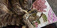 Cat is registered to the contest to win money with this photo: animal, cat, closeup, comfort, couch, cozy, embroidery, floral_pattern, fur, gray_fur, home, indoor, napping, paw, pet, pillow, quiet, relaxing, resting, sleeping