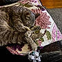 animal, cat, closeup, comfort, couch, cozy, embroidery, floral_pattern, fur, gray_fur, home, indoor, napping, paw, pet, pillow, quiet, relaxing, resting, sleeping