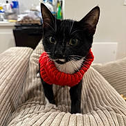 Jinx a rejoint le concours — aidez-le/la à gagner de superbes lots ! animal, background, black_and_white, blurred, cat, corduroy, couch, cozy, curious, ears, eyes, furniture, home, indoor, kitten, knitted, pet, red_sweater, sitting, whiskers