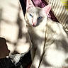 cat, white_cat, blue_eyes, pet, animal, indoors, cushion, blanket, sunlight, shadow, relaxing, cozy, fur, whiskers, pink_nose, close_up, sleepy, comfort, resting, domestic_cat