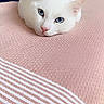 Kirua participe au concours pour gagner de l'argent avec cette photo : cat, white_cat, blue_eyes, loaf_pose, pink_blanket, textured_fabric, cozy, indoor, pet, feline, close_up, cute, relaxed, resting, soft, domestic_animal, animal, bed, blanket, sleepy