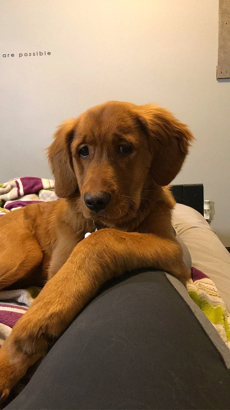 Kinley joined the competition — help win amazing prizes! beagador, canidae, carnivore, companion_dog, dog, dog_breed, fawn, golden_retriever, labrador_retriever, mammal, puppy, retriever, snout, sporting_group