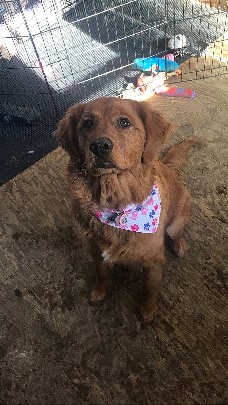 Kinley is registered to the contest to win money with this photo: basset_fauve_de_bretagne, canidae, carnivore, companion_dog, dog, dog_breed, fawn, golden_retriever, mammal, nova_scotia_duck_tolling_retriever, retriever, sporting_group