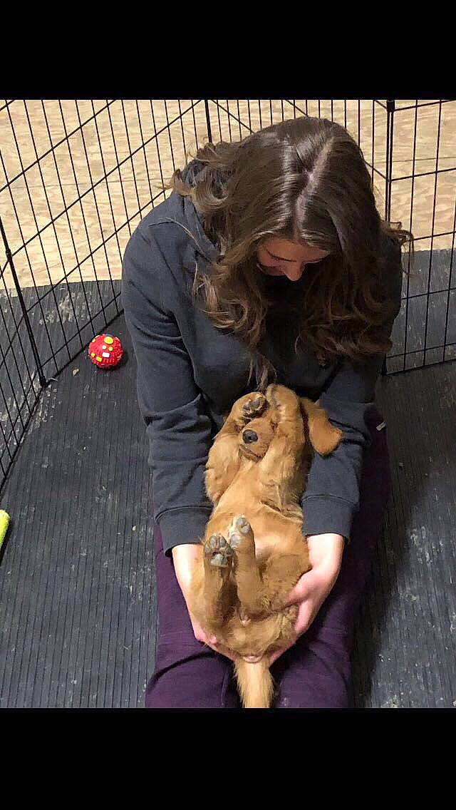 Kinley is registered to the contest to win money with this photo: canidae, carnivore, companion_dog, dog, dog_breed, puppy, sporting_group