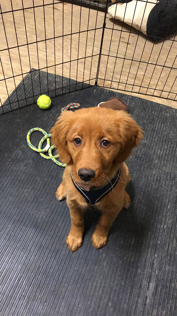 Kinley joined the competition — help win amazing prizes! beagador, canidae, carnivore, companion_dog, dog, dog_breed, fawn, golden_retriever, mammal, paw, puppy, retriever, small_greek_domestic_dog, snout, sporting_group