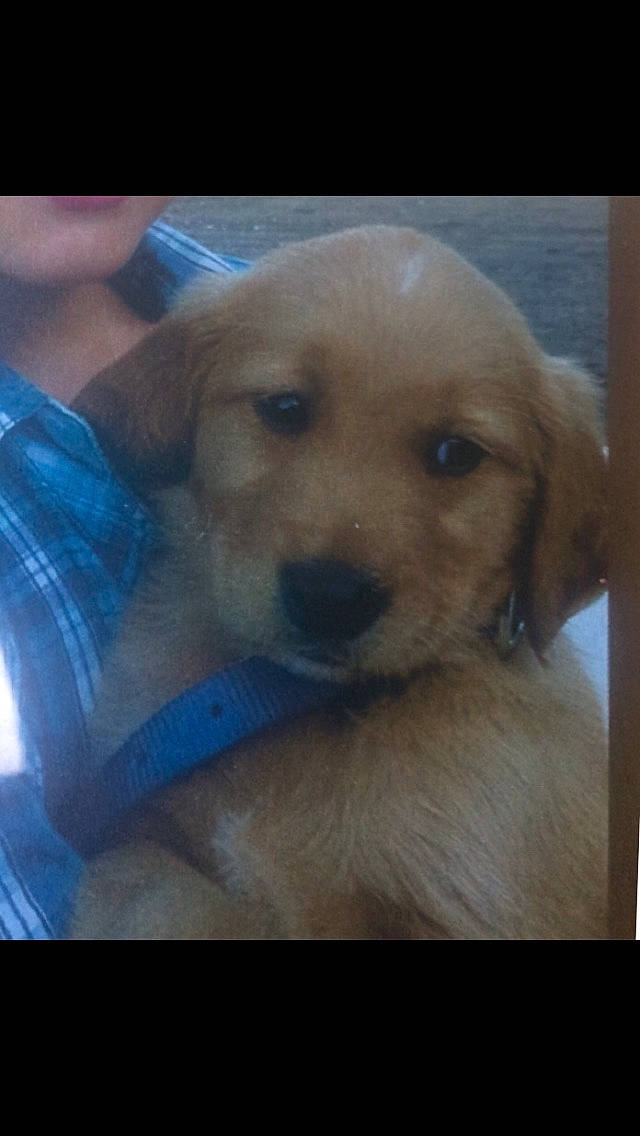 Jackson joined the competition — help win amazing prizes! beagador, canidae, carnivore, companion_dog, dog, dog_breed, fawn, golden_retriever, hovawart, labrador_retriever, mammal, nose, puppy, puppy_love, rare_breed_dog, retriever, small_greek_domestic_dog, snout, sporting_group, vertebrate