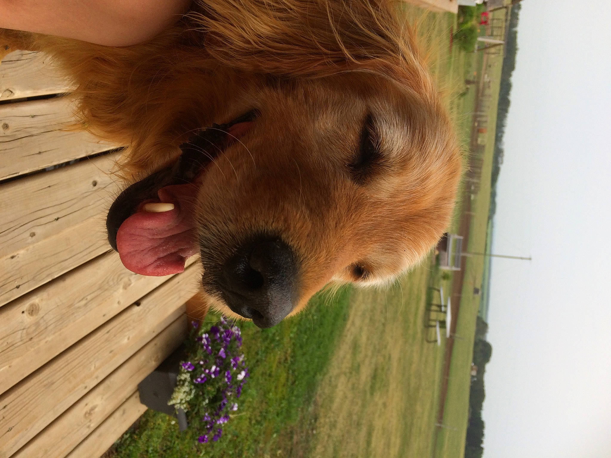 Jackson is registered to the contest to win money with this photo: canidae, fawn, pony, shetland_pony, snout, wood