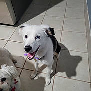 Sky is registered to the contest to win money with this photo: dog, pets, indoor, tile_floor, white_dog, black_and_white_dog, collar, bow, shadow, cute, happy, looking_up, floor, two_dogs, small_dog, medium_dog, animal, companion, playful, domestic