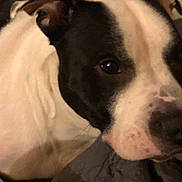 Homie is registered to the contest to win money with this photo: dog, black_and_white, close_up, indoors, blanket, resting, pet, animal, fur, face, canine, portrait, cute, companion, cozy, domestic, mammal, snout, ears, relaxed