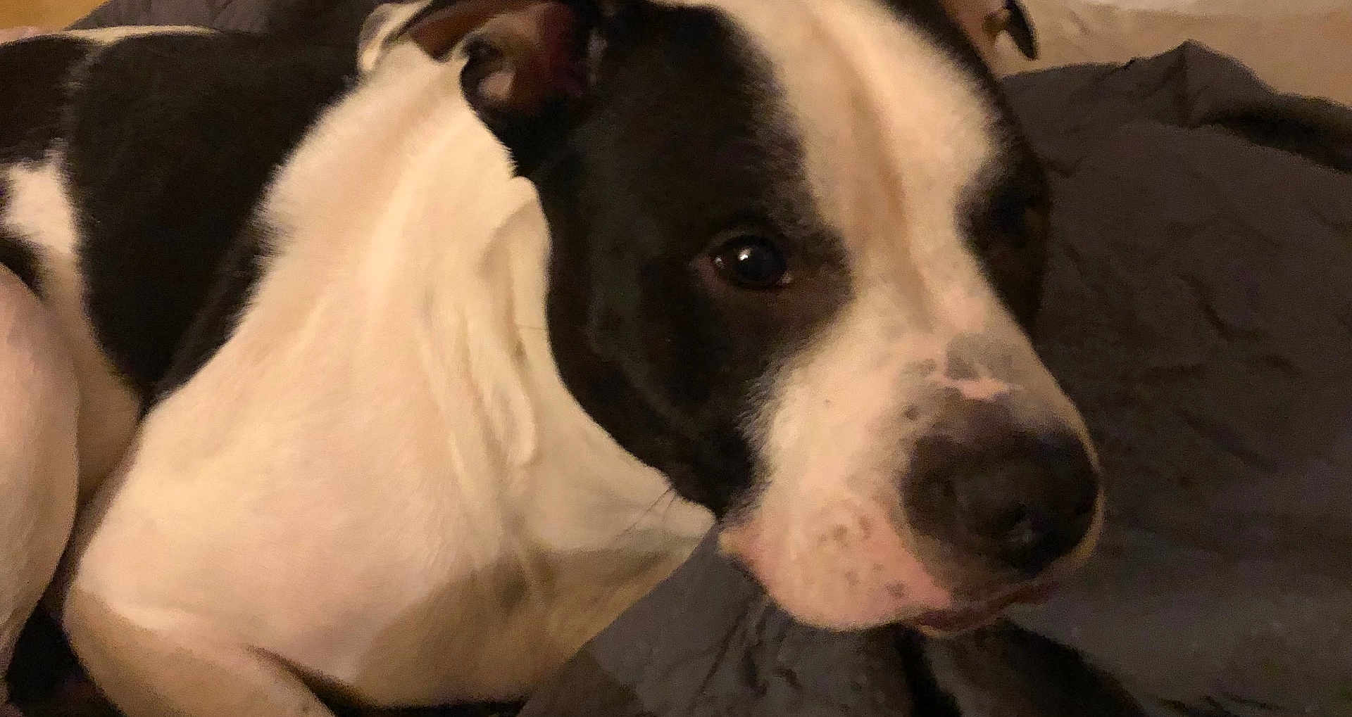 Homie is registered to the contest to win money with this photo: dog, black_and_white, close_up, indoors, blanket, resting, pet, animal, fur, face, canine, portrait, cute, companion, cozy, domestic, mammal, snout, ears, relaxed