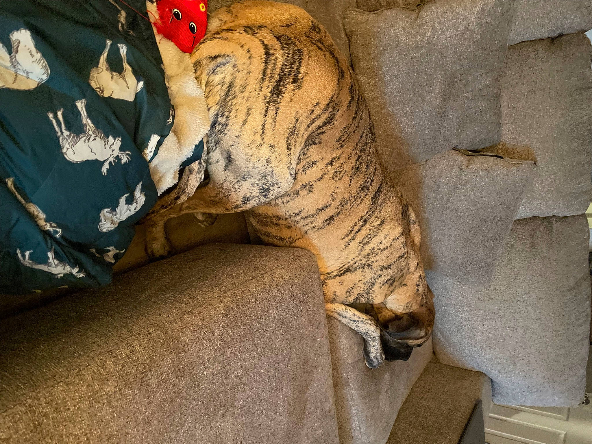 Leeroy Jenkins is registered to the contest to win money with this photo: art, beak, bird, carmine, comfort, concrete, fur, grey, human_leg, linens, pattern, piciformes, rock, room, tail, terrestrial_animal, tints_and_shades, tree, trunk, wood