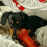 Wednesday is registered to the contest to win money with this photo: animal, blanket, canine, comfort, companion, cozy, cute, dachshund, dog, domestic, fur, indoor, paw, pet, playful, red_bone, resting, snuggle, soft, toy