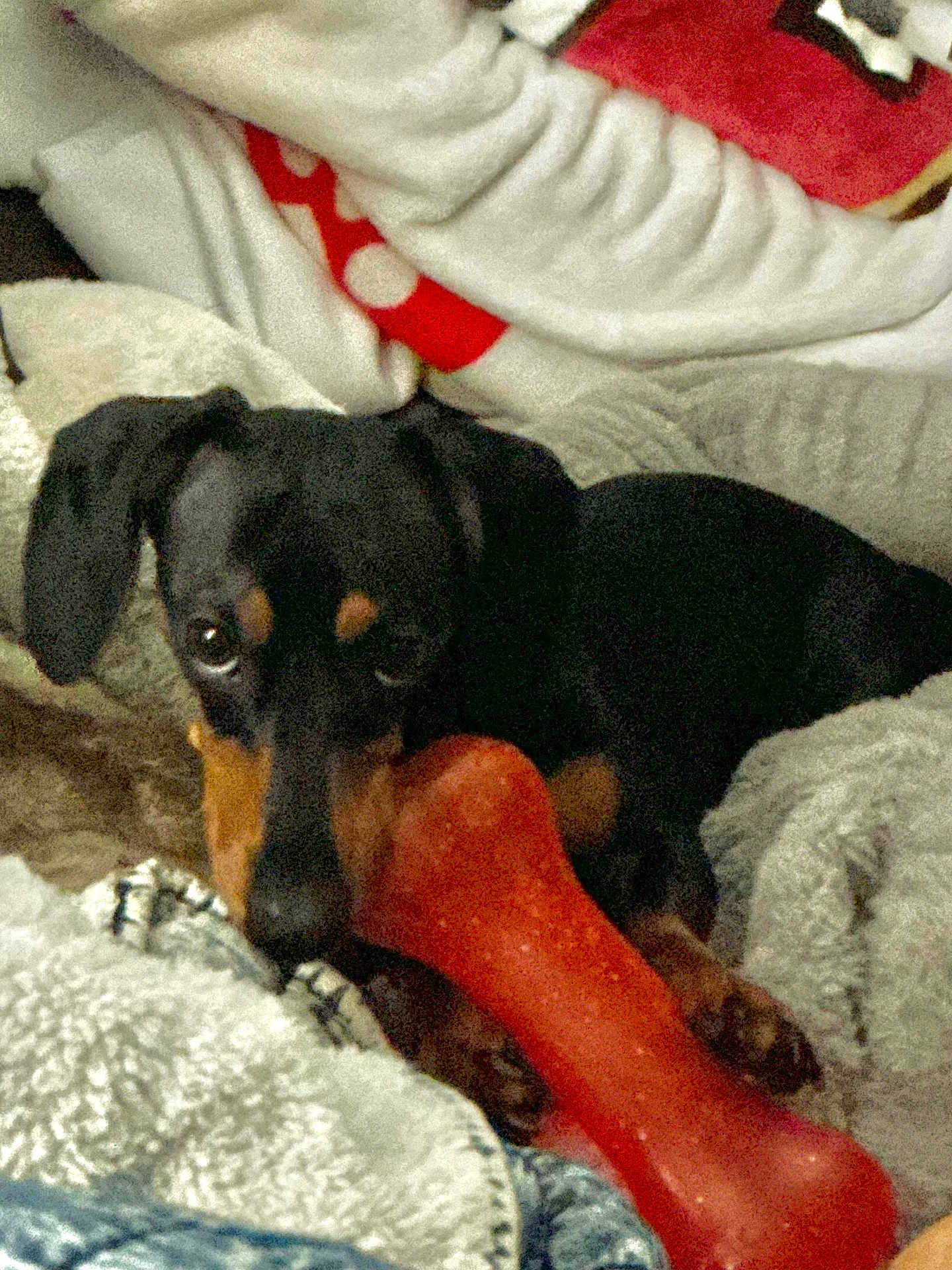 Wednesday is registered to the contest to win money with this photo: animal, blanket, canine, comfort, companion, cozy, cute, dachshund, dog, domestic, fur, indoor, paw, pet, playful, red_bone, resting, snuggle, soft, toy