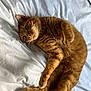Muffin a rejoint le concours — aidez-le/la à gagner de superbes lots ! animal, bed, cat, close_up, curious, cute, domestic_animal, feline, fluffy, fur, ginger_cat, indoor, lying_down, paws, pet, relaxed, sleepy, soft_light, whiskers, white_bed_sheet