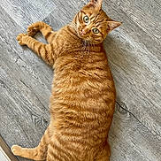 Muffin participe au concours pour gagner de l'argent avec cette photo : animal, cat, curious, cute, domestic_cat, feline, floor, fluffy, ginger_cat, green_eyes, indoor, lying_down, mammal, paw, pet, relaxed, tabby, tail, whiskers, wooden_floor