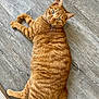 animal, cat, curious, cute, domestic_cat, feline, floor, fluffy, ginger_cat, green_eyes, indoor, lying_down, mammal, paw, pet, relaxed, tabby, tail, whiskers, wooden_floor