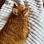 Muffin a rejoint le concours — aidez-le/la à gagner de superbes lots ! animal, cat, close_up, comfort, cozy, cute, ear, feline, fur, indoor, nap, orange_tabby, peaceful, pet, relaxation, resting, sleeping, soft_blanket, texture, whiskers