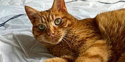 Muffin participe au concours pour gagner de l'argent avec cette photo : animal, bed, bedroom, cat, close_up, cozy, cute, domestic_animal, feline, fur, ginger_cat, green_eyes, indoor, paw, pet, relaxed, resting, sleepy, whiskers, white_bedspread