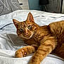 animal, bed, bedroom, cat, close_up, cozy, cute, domestic_animal, feline, fur, ginger_cat, green_eyes, indoor, paw, pet, relaxed, resting, sleepy, whiskers, white_bedspread