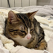 Oscar participe au concours pour gagner de l'argent avec cette photo : cat, tabby, pet, indoor, blanket, clothing, fur, striped, nose, pink_nose, resting, cozy, soft, fabric, sign, letters, lighting, home, decor, relaxed
