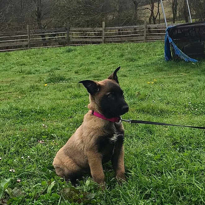 Salie participe au concours pour gagner de l'argent avec cette photo : animal, architecture, backyard, building, canine, dog, field, grass, grassland, land, nature, outdoors, park, pet, plant, puppy, shelter, tree, vegetation, yard