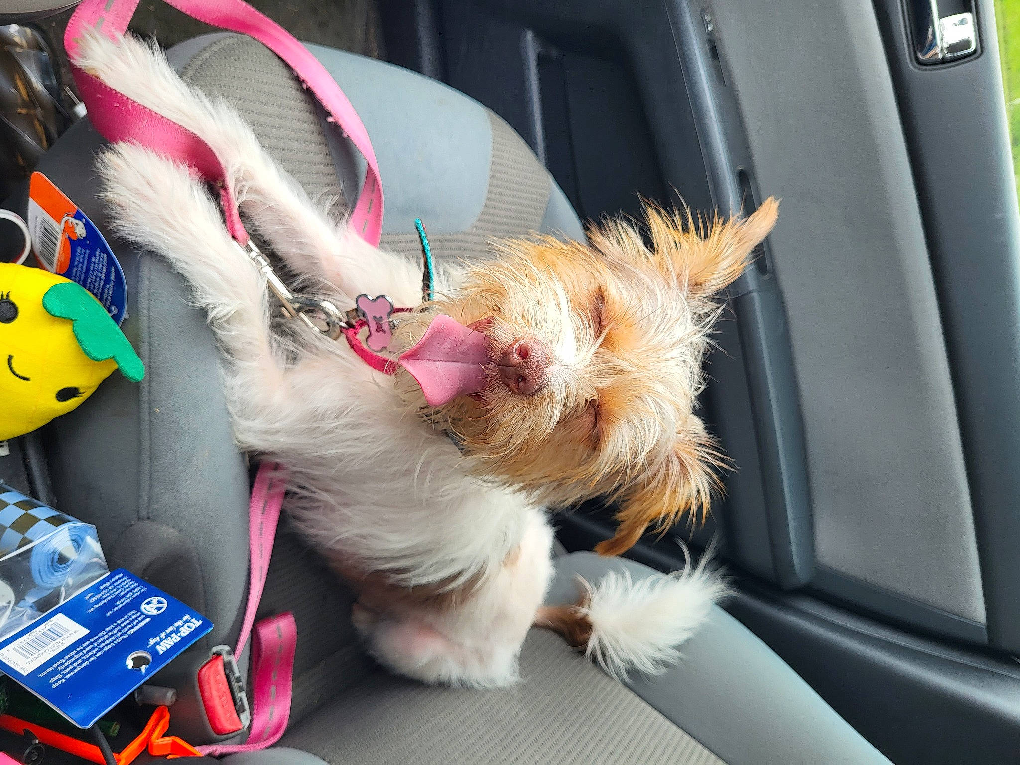 Suzzie is registered to the contest to win money with this photo: car, carnivore, collar, companion_dog, dog, dog_breed, dog_collar, fashion_accessory, felidae, foot, fur, motor_vehicle, paw, small_to_medium_sized_cats, tail, toy_dog, vehicle, vehicle_door, whiskers, windshield