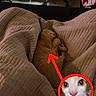 Pepe is registered to the contest to win money with this photo: cat, sleeping_cat, blanket, quilted, orange_cat, indoor, cozy, bedroom, furniture, chair, arrow, circle, highlight, playful, pet, animal, cute, comedy, resting, soft