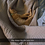 Pepe is registered to the contest to win money with this photo: cat, orange_cat, sleeping, blanket, cozy, indoor, pet, fur, resting, nap, feline, collar, comfort, cute, animal, bed, soft, relaxation, warm, domestic
