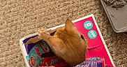 Pepe is registered to the contest to win money with this photo: kitten, cat, cardboard_box, carpet, beverage_box, orange_cat, paw, indoor, pet, litter_tray, feline, curious, playful, animal, domestic_cat, floor, container, tear, can, home