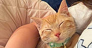 Pepe joined the competition — help win amazing prizes! arm, bell, cat, closeup, collar, comfort, cozy, cushion, cute, domestic_cat, fur, indoor, nap, orange_tabby, person, pet, quilt, resting, sleeping, whiskers