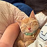 cat, orange_tabby, sleeping, collar, bell, person, arm, quilt, cushion, indoor, resting, cozy, pet, fur, whiskers, nap, comfort, closeup, domestic_cat, cute
