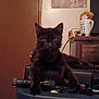 black_cat, cat, pet, animal, indoor, electronic_equipment, door, wooden_door, poster, deer, teddy_bear, coffee_mug, furniture, table, cord, dim_light, relaxing, cute, mammal, feline