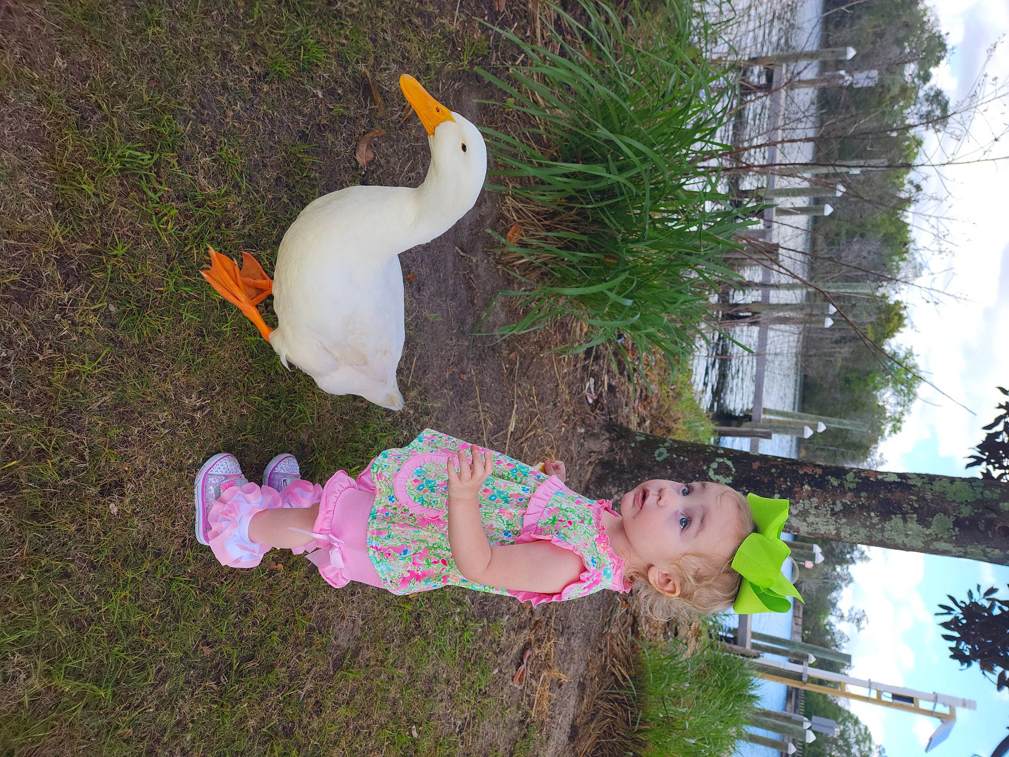 Vivi is registered to the contest to win money with this photo: _geese_and_swans, botany, duck, ducks, garden, grass, lawn_ornament, leisure, person, plant, plush, stuffed_toy, surprise, tail, toy, tree