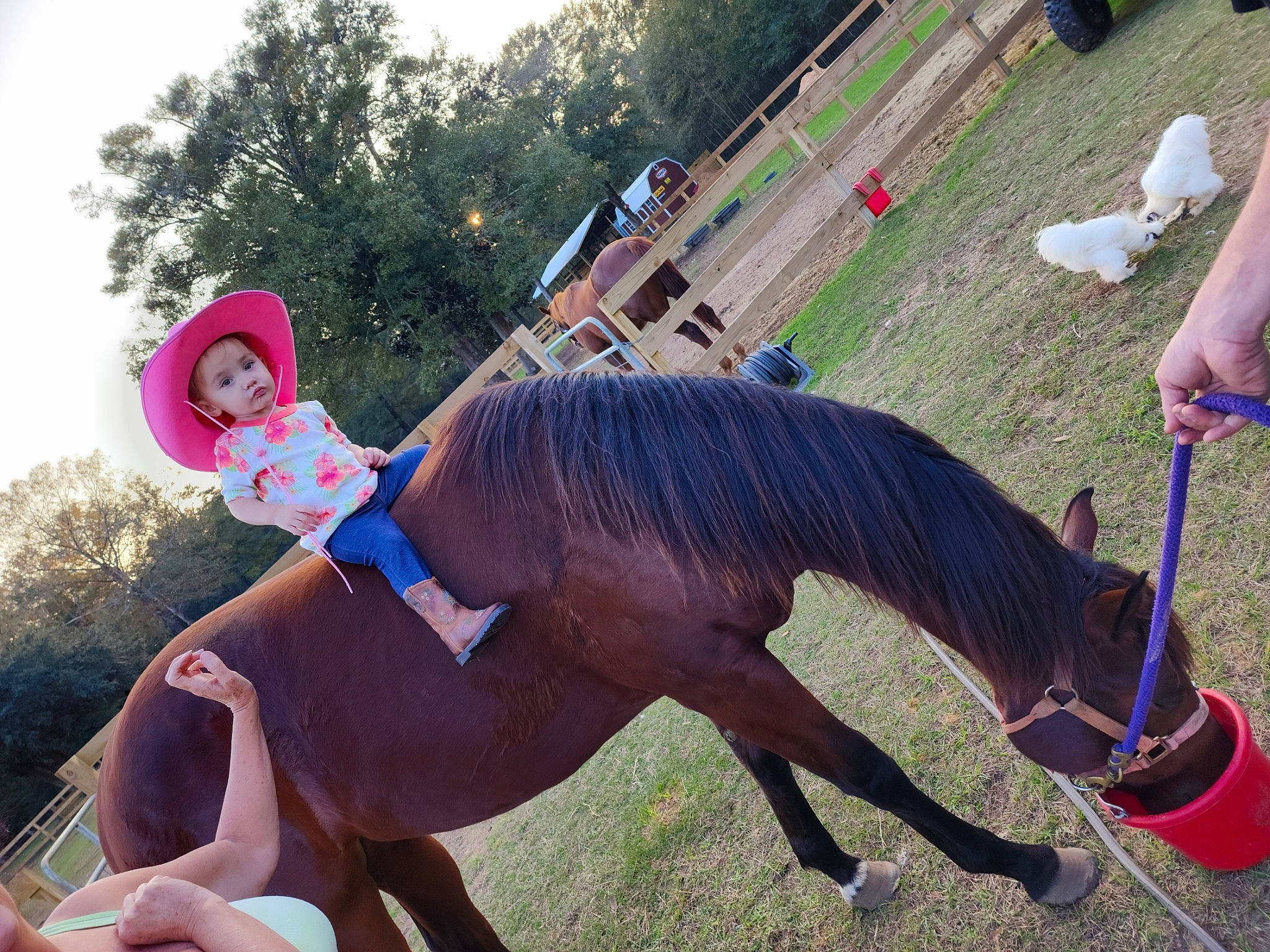 Vivi is registered to the contest to win money with this photo: bridle, event, fawn, fun, grass, happy, hat, horse_supplies, horse_tack, landscape, leisure, pack_animal, person, plant, recreation, rein, sky, tail, terrestrial_animal, tree