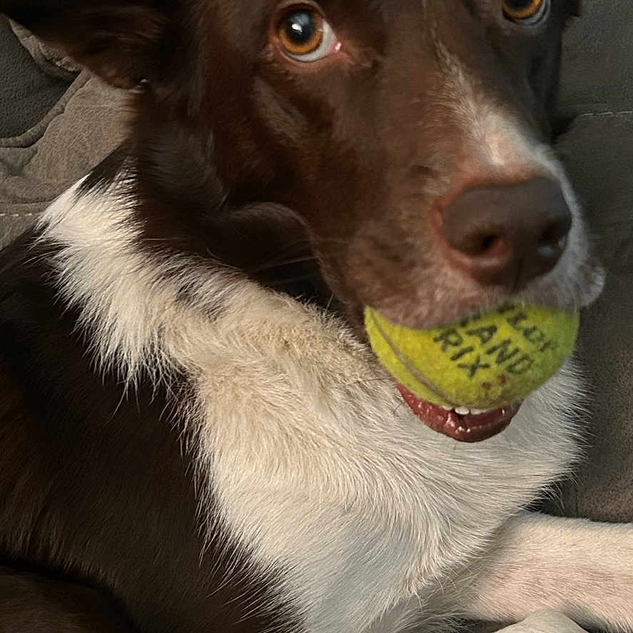 Daisy is registered to the contest to win money with this photo: animal, brown, canine, close_up, companion, couch, cute, dog, domestic, ears, eyes, fur, indoor, muzzle, paw, pet, playful, resting, tennis_ball, white