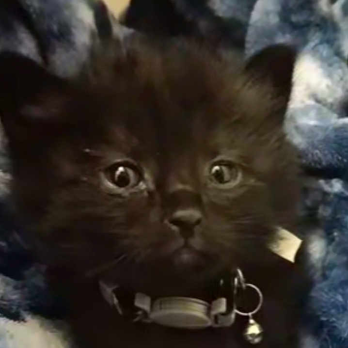 Noxy is registered to the contest to win money with this photo: angora, animal, blackcat, blanket, cat, kitten, manx, pet, siamese