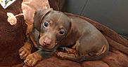 Reese Peanut Pupcup is registered to the contest to win money with this photo: beagador, blue_lacy, canidae, carnivore, dog, dog_breed, fawn, mammal, pointing_breed, puppy, snout, sporting_group, vertebrate, weimaraner