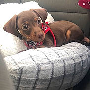Reese Peanut Pupcup joined the competition — help win amazing prizes! beagador, canidae, carnivore, companion_dog, dachshund, dog, dog_breed, ear, fawn, liver, mammal, puppy, snout, sporting_group, vertebrate, weimaraner