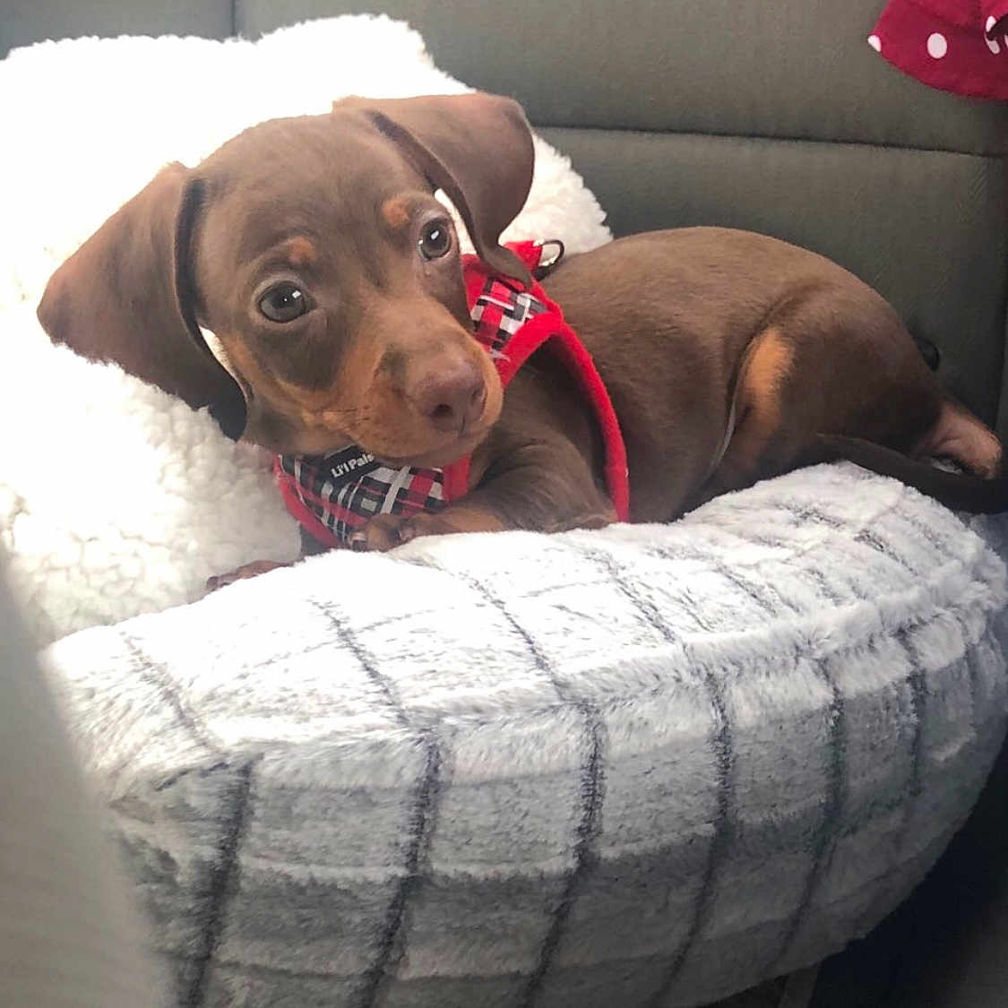 Reese Peanut Pupcup