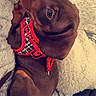 Reese Peanut Pupcup is registered to the contest to win money with this photo: canidae, carnivore, companion_dog, dachshund, dog, dog_breed, dog_collar, fawn, mouth, nose, photography, pointer, puppy, puppy_love, red, selfie, snout, sporting_group, vizsla, weimaraner