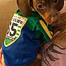 Reese Peanut Pupcup is registered to the contest to win money with this photo: beagador, canidae, carnivore, companion_dog, dachshund, dog, dog_breed, dog_clothes, dog_collar, ear, hunting_dog, pointing_breed, puppy, snout, sporting_group, vizsla, weimaraner