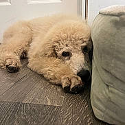 Caspian is registered to the contest to win money with this photo: dog, poodle, puppy, curly_fur, lying_down, floor, indoor, cozy, resting, cute, pet, animal, canine, close_up, couch, wooden_floor, relaxed, home, fur, young_dog