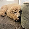 dog, poodle, puppy, curly_fur, lying_down, floor, indoor, cozy, resting, cute, pet, animal, canine, close_up, couch, wooden_floor, relaxed, home, fur, young_dog