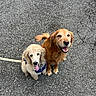 Caspian is registered to the contest to win money with this photo: asphalt, companions, curly_coat, dog, dogs, fluffy, golden_retriever, harness, leash, open_mouth, outdoor, pavement, pet, poodle_mix, portrait, sitting, smiling, standing, street, tongue