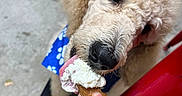 Caspian is registered to the contest to win money with this photo: blue_bandana, close_up, concrete, cone, cream_colored, curly_fur, cute, dessert, dog, fluffy, funny, human_hand, ice_cream, outdoor, pet, portrait, puppy, red_chair, snacking, treat