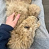 dog, pet, curly_fur, lap, hand, gray_sweatpants, floor, indoor, relaxed, belly_up, fluffy, casual_clothing, human, touch, comfort, animal, fur, resting, cute, domestic